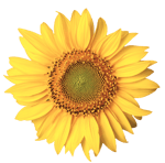 sunflower sunflower
